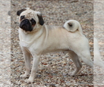 Small Photo #1 Pug Puppy For Sale in WINNSBORO, TX, USA