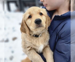 Golden Retriever Puppy for sale in PORT JERVIS, NY, USA