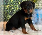 Small #1 Rottweiler