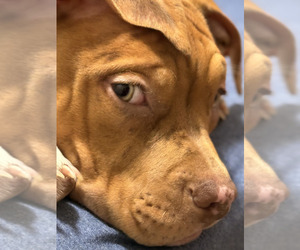 American Bully Puppy for sale in KIRKLAND, WA, USA