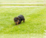 Small #2 Yorkshire Terrier