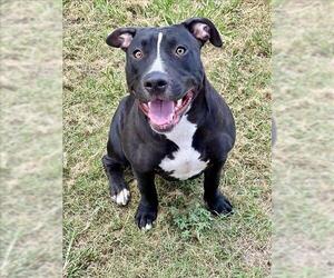 American Pit Bull Terrier Dogs for adoption in Conroe, TX, USA