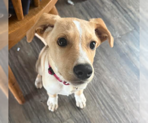 Dachsador Dogs for adoption in Brooklyn Center, MN, USA