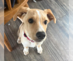 Reuben - Male Dachsador Dog for Adoption - Small photo