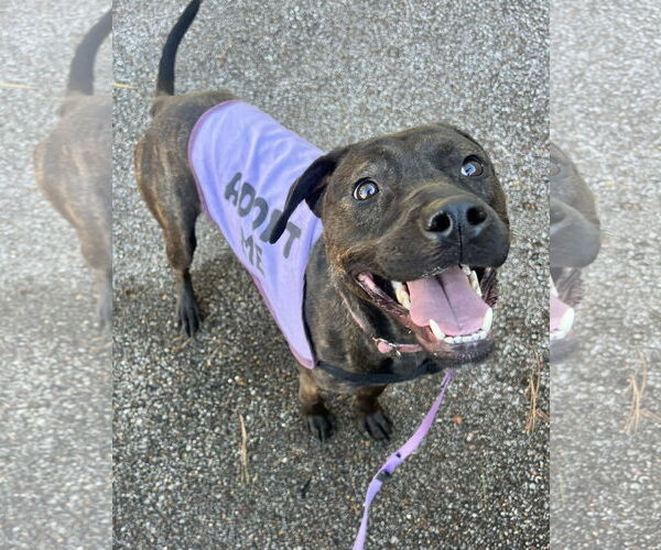 Medium Photo #1 Labrador Retriever-Unknown Mix Puppy For Sale in Munford, TN, USA