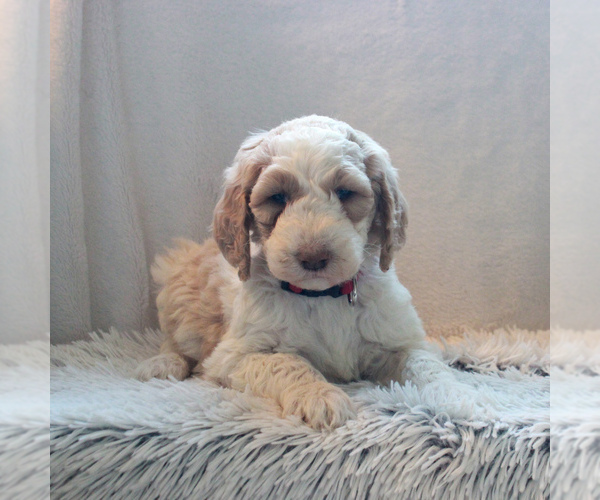 Medium Photo #4 Goldendoodle-Poodle (Standard) Mix Puppy For Sale in KINZERS, PA, USA