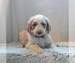 Small Photo #4 Goldendoodle-Poodle (Standard) Mix Puppy For Sale in KINZERS, PA, USA