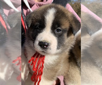 Puppy 1 Akita