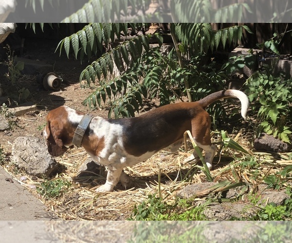 Medium Photo #1 Basset Hound Puppy For Sale in TOPPENISH, WA, USA