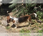 Small Photo #1 Basset Hound Puppy For Sale in TOPPENISH, WA, USA