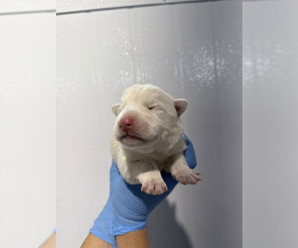 Medium Photo #1 Siberian Husky Puppy For Sale in San Bernardino, CA, USA