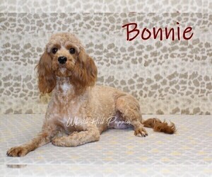 Mother of the Cavapoo puppies born on 07/28/2025