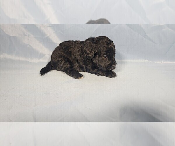 Medium Photo #5 Bernedoodle (Miniature) Puppy For Sale in PEYTON, CO, USA