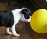 Small Photo #4 Boston Terrier Puppy For Sale in ELLENSBURG, WA, USA