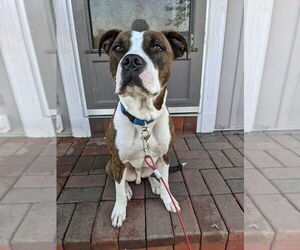 Mugsy - Male American Pit Bull Terrier-Unknown Mix Dog for Adoption - Photo #33