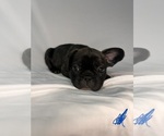 Small #9 French Bulldog