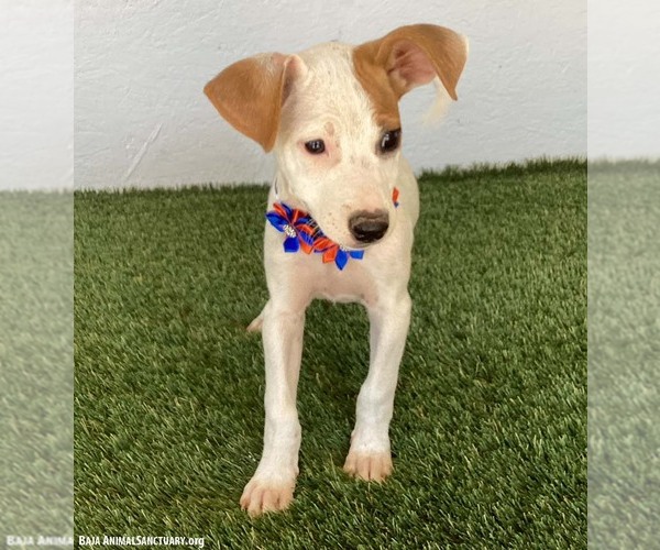 Medium Photo #2 Jack Russell Terrier-Unknown Mix Puppy For Sale in San Diego, CA, USA
