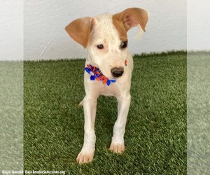 Arlene - Female Jack Russell Terrier-Unknown Mix Dog for Adoption - Photo #2