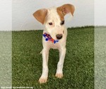Small Photo #2 Jack Russell Terrier-Unknown Mix Puppy For Sale in San Diego, CA, USA
