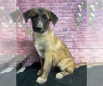 Small Anatolian Shepherd-Saint Bernard Mix