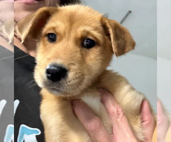 Medium Photo #2 Gerberian Shepsky Puppy For Sale in GILBERTS, IL, USA
