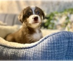 Puppy Toph Australian Shepherd