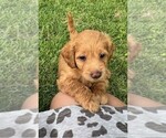 Small Photo #44 Double Doodle Puppy For Sale in LAGRANGE, GA, USA