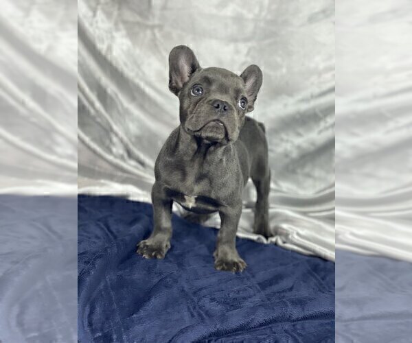 Medium Photo #3 French Bulldog Puppy For Sale in BIRMINGHAM, AL, USA