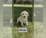 Small Photo #30 Golden Retriever Puppy For Sale in FAYETTEVILLE, TN, USA
