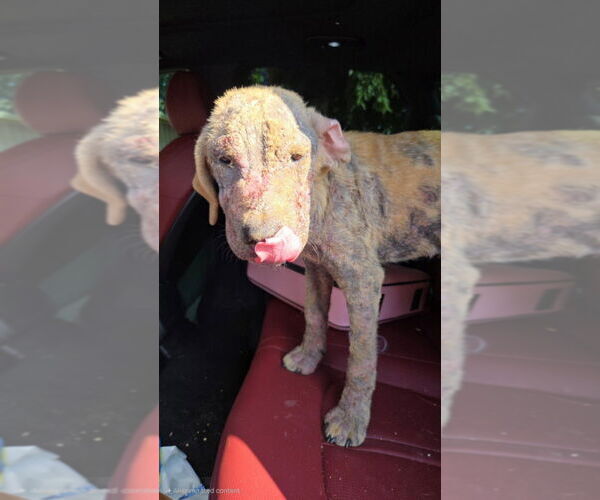 Medium Photo #2 American Pit Bull Terrier-Unknown Mix Puppy For Sale in FRAMINGHAM, MA, USA