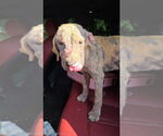 Small #1 American Pit Bull Terrier Mix