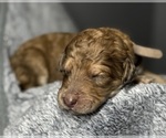 Small Photo #28 Goldendoodle Puppy For Sale in HOWARD CITY, MI, USA
