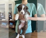 Small #6 Border-Aussie
