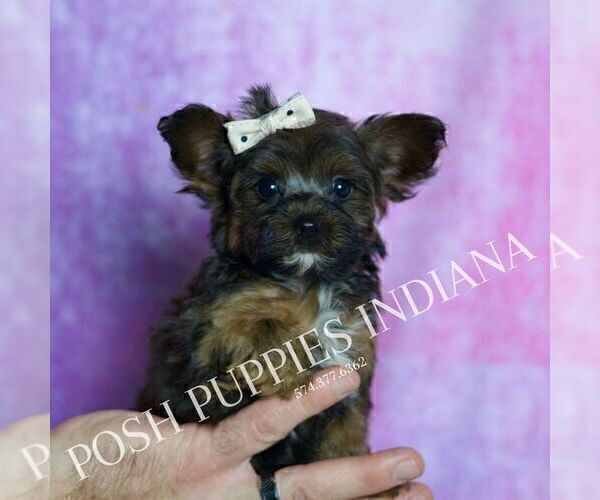 Medium Photo #7 Yorkipoo Puppy For Sale in WARSAW, IN, USA