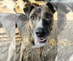 Small #2 American Staffordshire Terrier