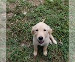 Puppy Polly Golden Retriever