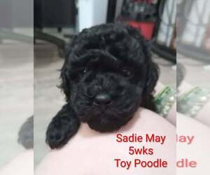 Poodle (Toy) Puppy for sale in CHADBOURN, NC, USA