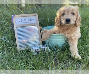 Golden Retriever-Poodle (Toy) Mix Puppy for sale in LITHIA, FL, USA