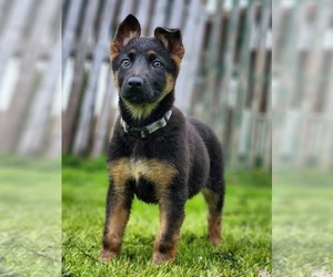 German Shepherd Dog Puppy for Sale in BARRINGTON, Rhode Island USA