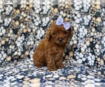 Small Goldendoodle (Miniature)