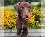 Small Labrador Retriever Mix