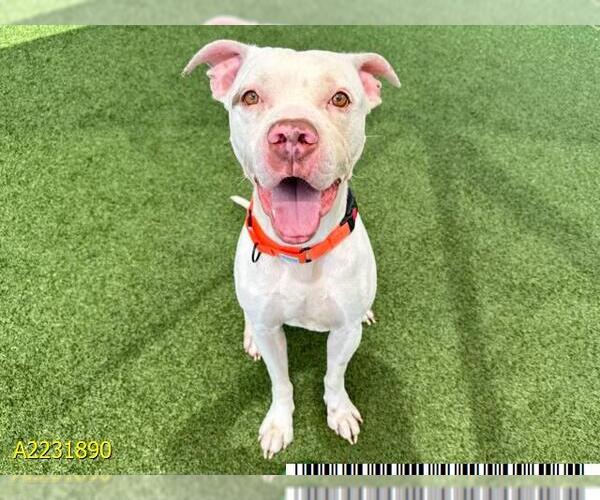 Medium Photo #1 Dogo Argentino Puppy For Sale in West Palm Beach, FL, USA