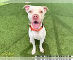 Small Dogo Argentino