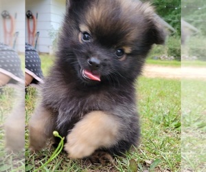 Pomeranian Puppy for sale in STATHAM, GA, USA