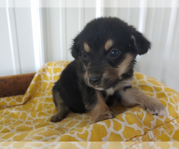 Medium Photo #4 Aussie-Corgi Puppy For Sale in CANON CITY, CO, USA