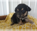 Small Photo #4 Aussie-Corgi Puppy For Sale in CANON CITY, CO, USA