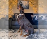 Small #3 Doberman Pinscher