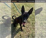 Small #2 Italian Greyhound-Labrador Retriever Mix