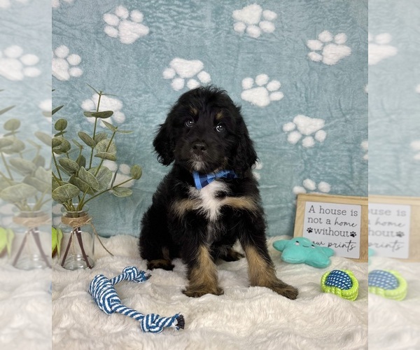 Medium Photo #4 Bernedoodle (Miniature) Puppy For Sale in NOBLESVILLE, IN, USA