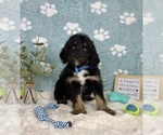 Small #3 Bernedoodle (Miniature)